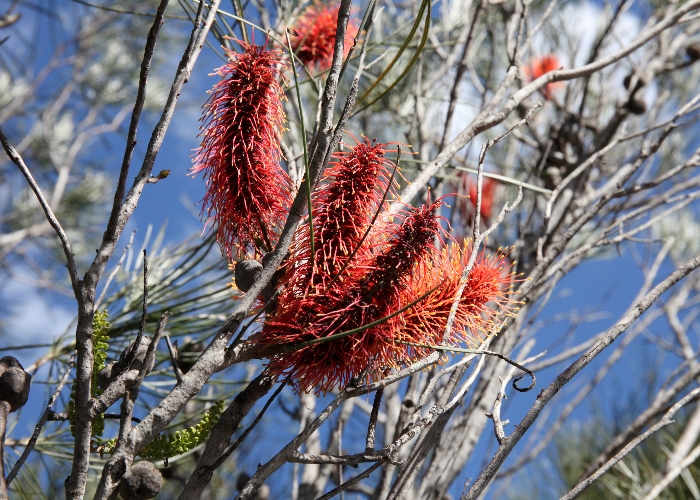 Western Australian Plants Proteaceae